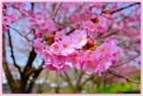 DSCF8924