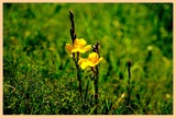 DSCF3926
