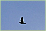 DSCF8749