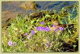 DSCF6284