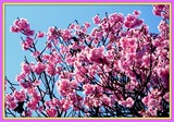 DSCF1102