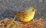 DSCN7509