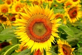 DSCN1217