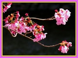 DSCF1146