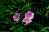 DSCF1391
