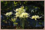 _DSF1595
