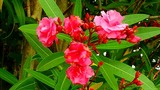 DSCN9814