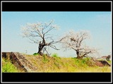 DSCN5287
