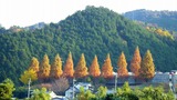 IMGP7017