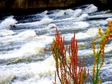 DSCN9556