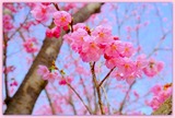 DSCF8922