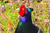 DSCN5242