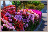 DSCF9170