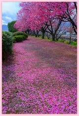 DSCF1308