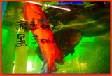 DSCF4763