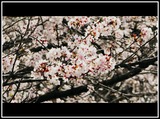 DSCN5266