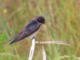 IMG_0867