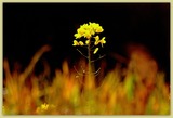 DSCF3585