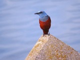 IMG_0822