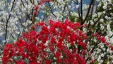 DSCN9956