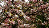 DSCN9947