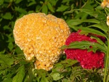 pana 015_800