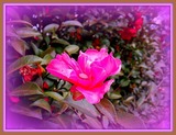 DSCF0980