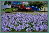 DSCF5516