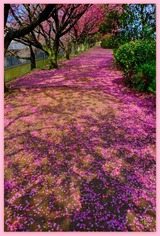 DSCF1322