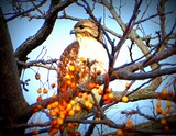 DSCN7278.JPGcc