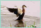 DSCF4015