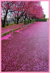 DSCF1262