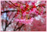 DSCF1295