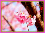 DSCF1138