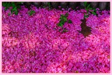 DSCF1340