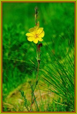 DSCF9162