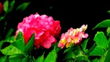 DSCN9799