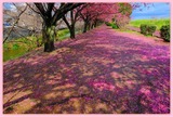 DSCF1331