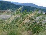 wstg 255_640