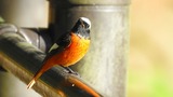DSCN6153