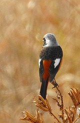 DSCN7546