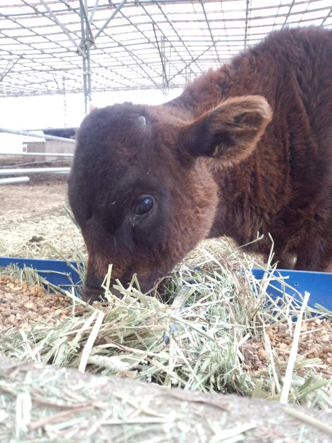 ウルソーの効き目 牛飼いのつぶやき ウルソーの効き目 牛飼いのつぶやき