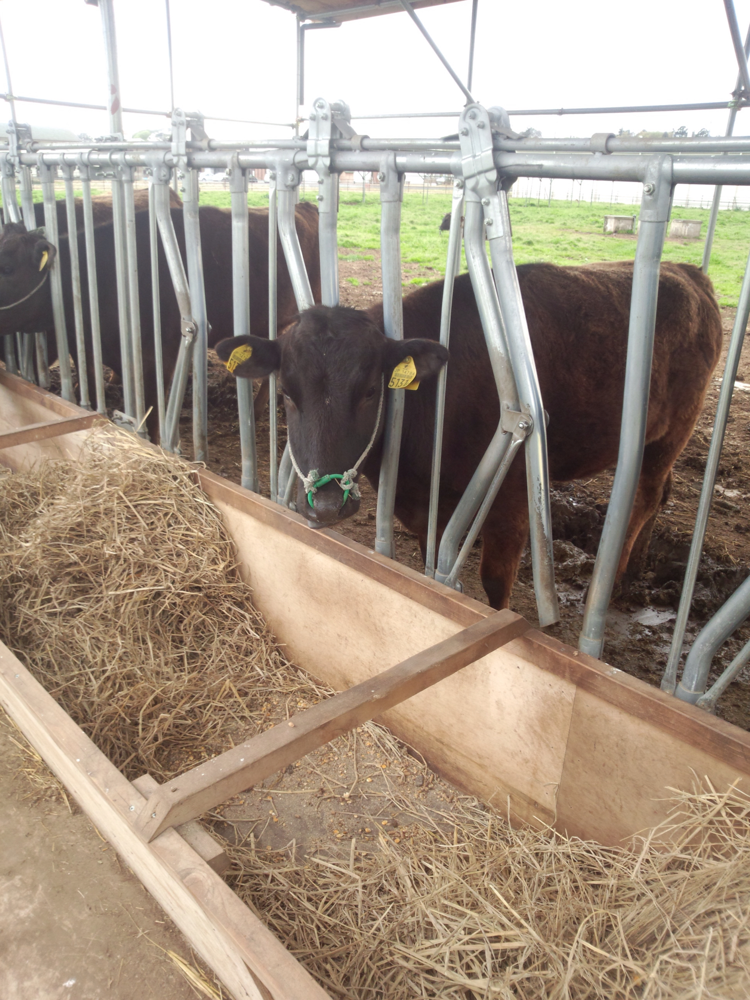 上から目線の牛 牛飼いのつぶやき 上から目線の牛 牛飼いのつぶやき