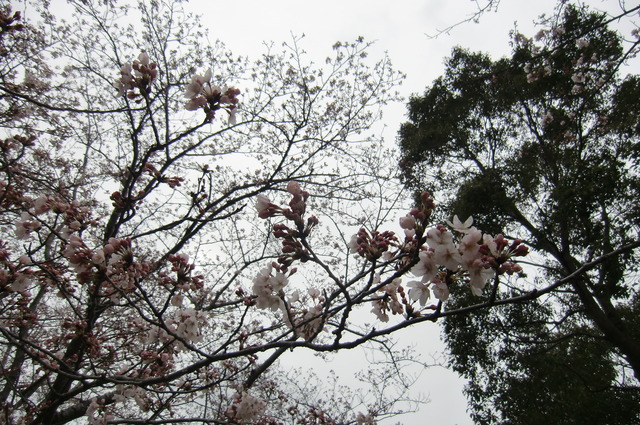 20170401_142552_CIMG7600