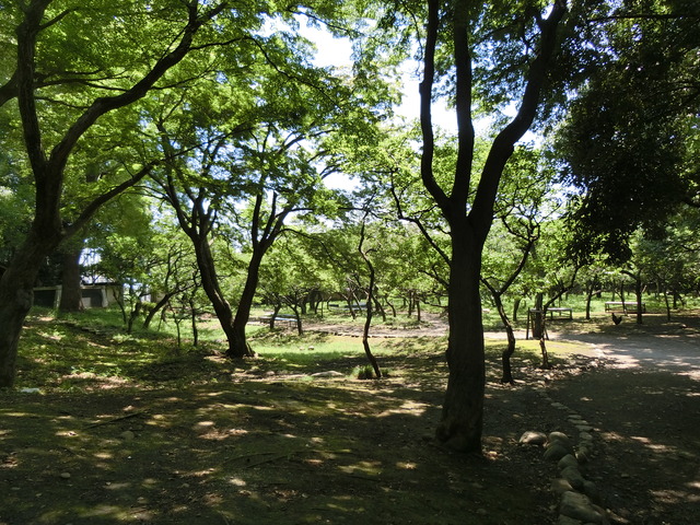 20180625_120414_CIMG1159