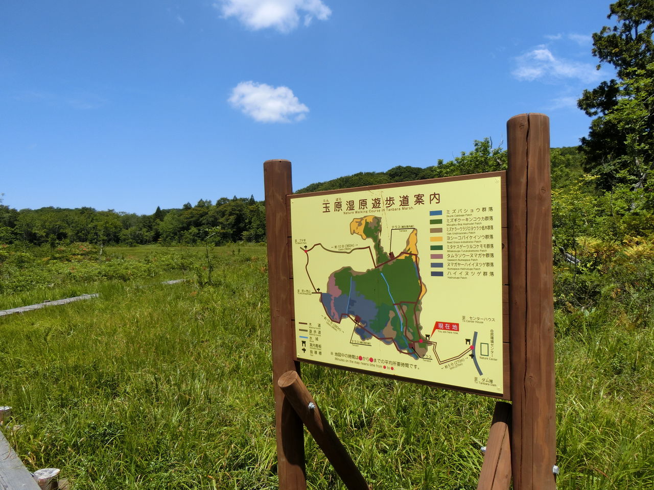 18 8 5 日 玉原湿原 群馬県 ウシ子とウシ夫の牛歩旅