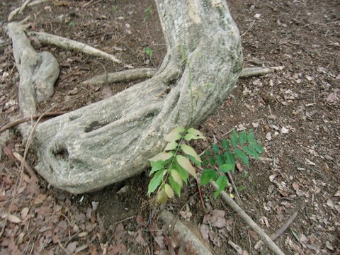 20130608_131546_CIMG1723