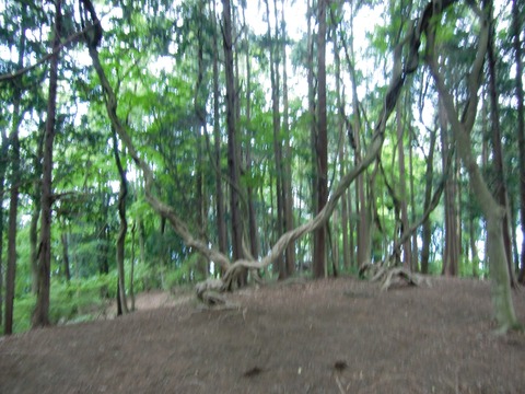 20130608_131524_CIMG1722