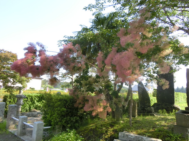 20180609_155157_CIMG0406