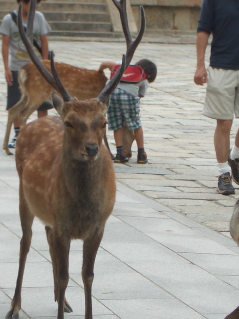 20110802_150628_CIMG3004
